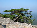 Carolina-Hemlocktanne (Tsuga caroliniana)