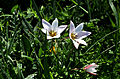 Damen-Tulpe (Tulipa clusiana)