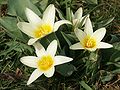 Seerosen-Tulpe (Tulipa kaufmanniana)