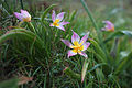 Felsen-Tulpe (Tulipa saxatilis)