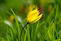 Wilde Tulpe (Tulipa sylvestris)