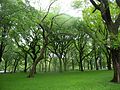 Amerikanische Ulme (Ulmus americana)