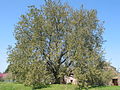 Habitus der Flatterulme (Ulmus laevis)