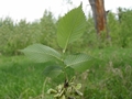 Blätter der Flatterulme (Ulmus laevis)