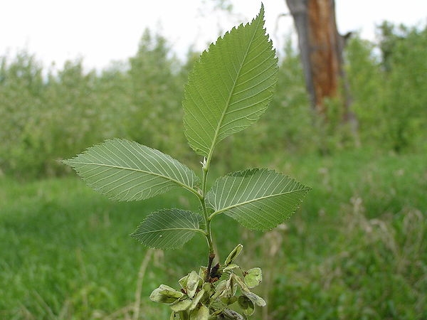Blätter der Flatterulme (Ulmus laevis)