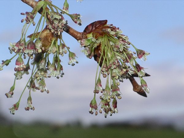 Blüten der Flatterulme (Ulmus laevis)