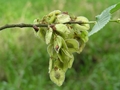 Früchte der Flatterulme (Ulmus laevis)