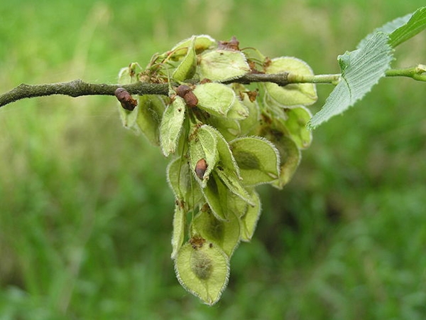 Früchte der Flatterulme (Ulmus laevis)