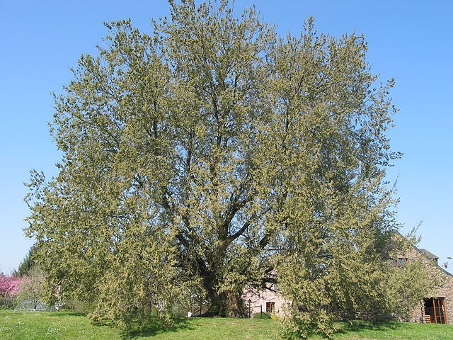 Flatterulme (Ulmus laevis)