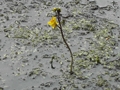 Gemeiner Wasserschlauch (Utricularia vulgaris)