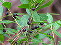 Sparkleberry (Vaccinium arboreum)