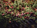 Großfruchtige Moosbeere (Vaccinium macrocarpon)