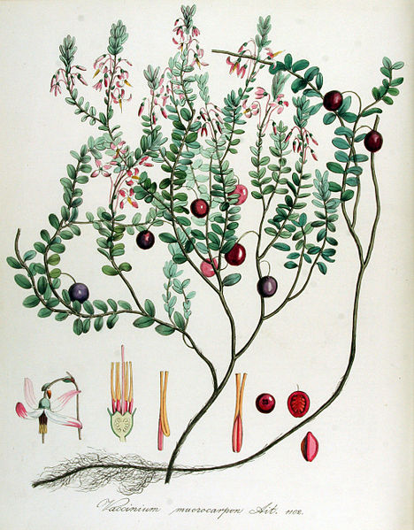 Illustration der Großfrüchtigen Moosbeere (Vaccinium macrocarpon)