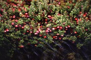 Großfruchtige Moosbeere (Vaccinium macrocarpon)