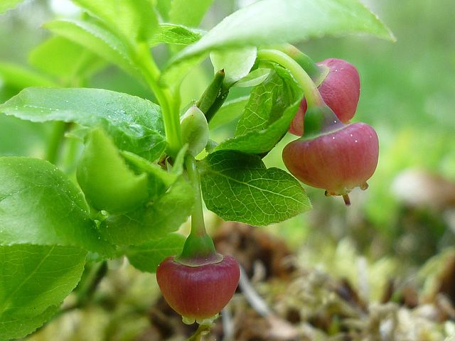 Blüten und Blätter der Heidelbeere