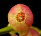 Blüte der Heidelbeere (Vaccinium myrtillus)