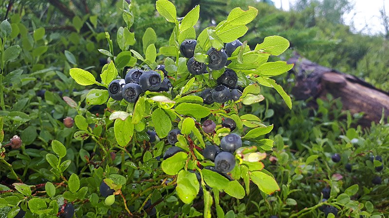 Heidelbeere (Vaccinium myrtillus)