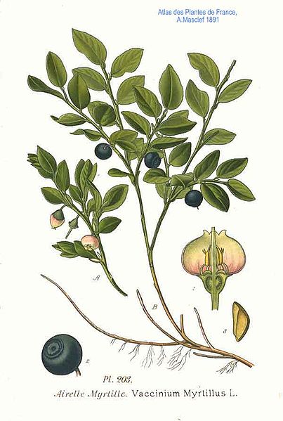 Illustration der Heidelbeere (Vaccinium myrtillus)