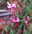 Blüten der Gewöhnlichen Moosbeere (Vaccinium oxycoccos)