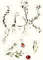 Illustration der Gewöhnlichen Moosbeere