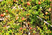 Gewöhnliche Moosbeere (Vaccinium oxycoccos)