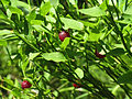 Grouse whortleberry (Vaccinium scoparium)