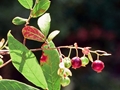 Deerberry (Vaccinium stamineum)