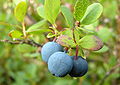 Rauschbeere (Vaccinium uliginosum)