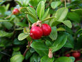 Preiselbeere (Vaccinium vitis-idaea)