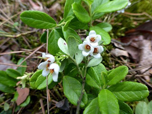 Blüten der Preiselbeere