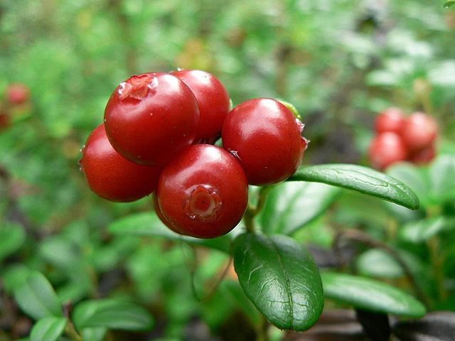 Preiselbeere (Vaccinium vitis-idaea)