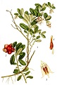 Illustration der Preiselbeere (Vaccinium vitis-idaea)