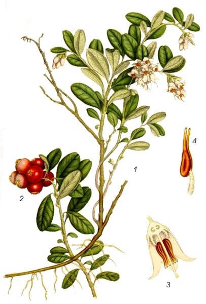 Preiselbeere (Vaccinium vitis-idaea)