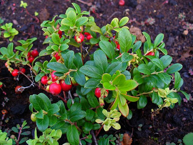 Preiselbeere (Vaccinium vitis-idaea)