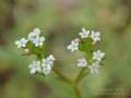 Gezähnter Feldsalat (Valerianella dentata)