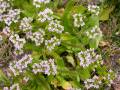 Wollfrüchtiger Feldsalat (Valerianella eriocarpa)