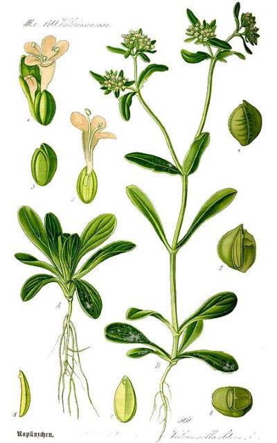 Gewöhnlicher Feldsalat (Valerianella locusta)