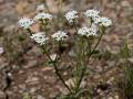 Nuttall's Cornsalad (Valerianella )