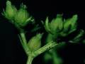 Gefurchter Feldsalat (Valerianella rimosa)