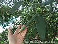 Echte Vanille (Vanilla planifolia)