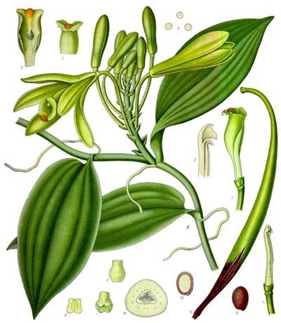 Echte Vanille (Vanilla planifolia)