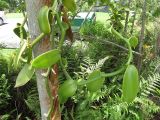 Echte Vanille (Vanilla planifolia), Urheber/Quelle/Lizenz: Forest & Kim Starr, flickr, CC BY 2.0
