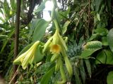 Vanilla planifolia, Blüten, Urheber/Quelle/Lizenz: Malcolm Manners, flickr, CC BY 2.0