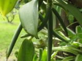 Vanilla planifolia, Früchte, Urheber/Quelle/Lizenz: Forest & Kim Starr, flickr, CC BY 2.0