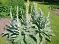 Großblütige Königskerze (Verbascum densiflorum)