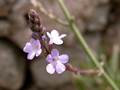 Eisenkraut (Verbene officinalis)