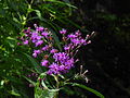 Hohe Scheinaster (Vernonia gigantea)