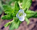 Acker-Ehrenpreis (Veronica agrestis)