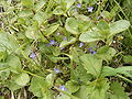 Bachbunge (Veronica beccabunga)