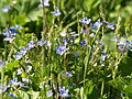 Gamander-Ehrenpreis (Veronica chamaedrys)